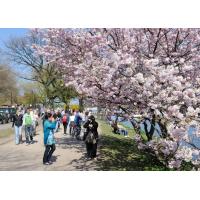 1170_2670 Sonntagsspaziergang in der Frühlingssonne - rosa bühender Kirschbaum. | Bilder vom Fruehling in Hamburg; Vol. 1